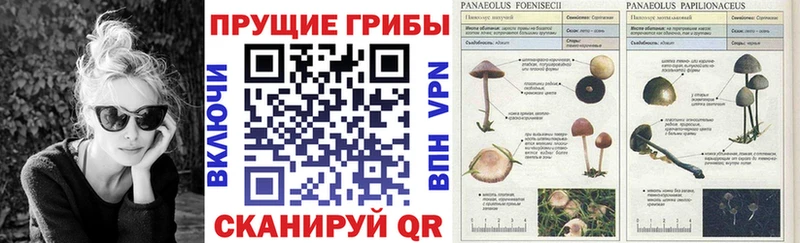 KRAKEN онион  Черняховск  Галлюциногенные грибы GOLDEN TEACHER 